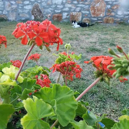Nitsa * Skala Rachoni (Thasos)