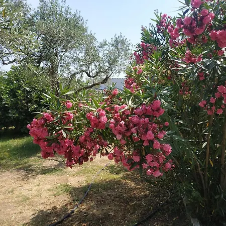 Nitsa